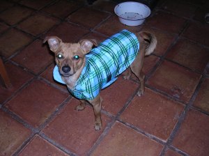 Tucker, last fall, in his very first outfit -- a practical, reversible plaid number.