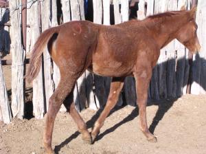 But I sure did love this little chestnut filly and was sorely tempted!