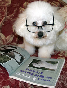 smart poodle