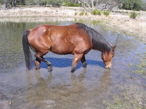 Gabriel Enjoying the Creek on Our Ranch in Texas