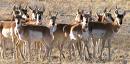 A Herd of Pronghorn Antelope - Hmmmm . . . I wonder which one can we can get to talk to us?