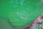 This is what blue-green algae looks like in the water.